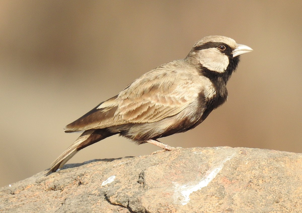 Ashy-Crowned Sparrow-Lark