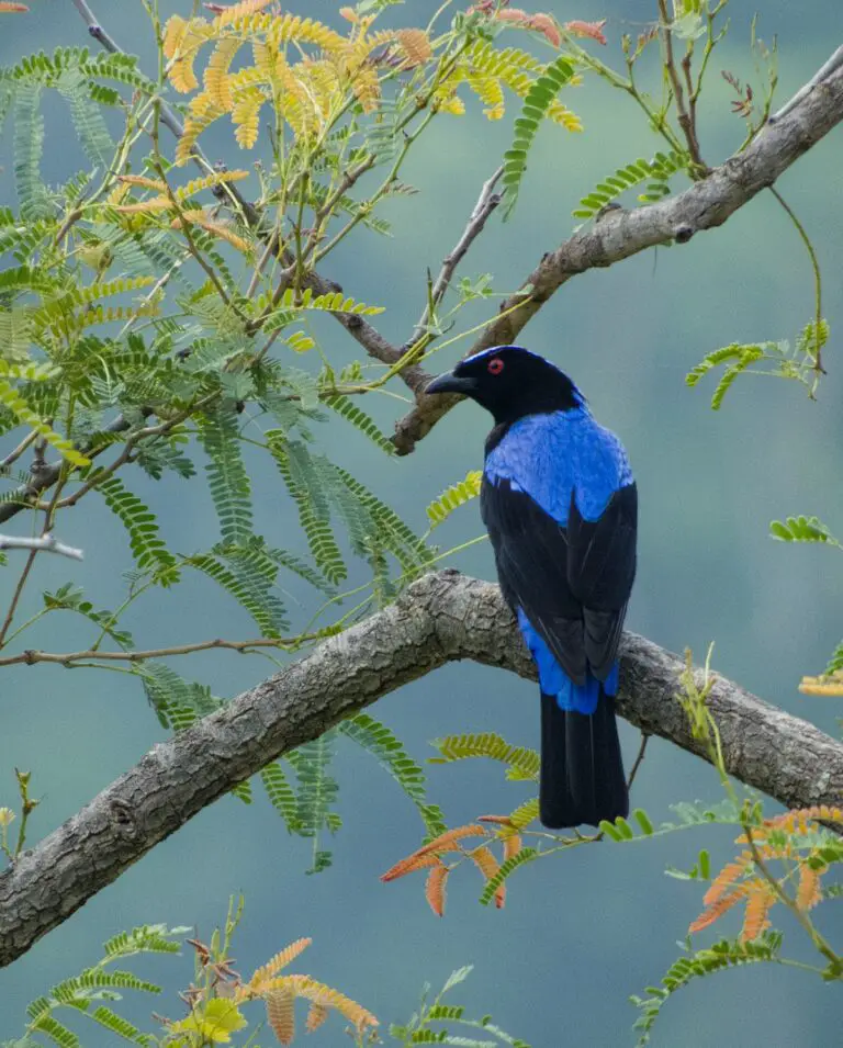 Asian Fairy-Bluebird