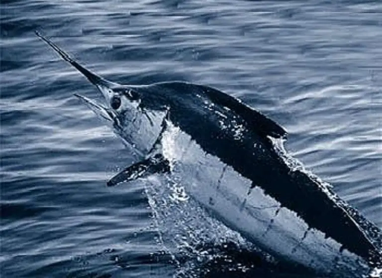 Billfish