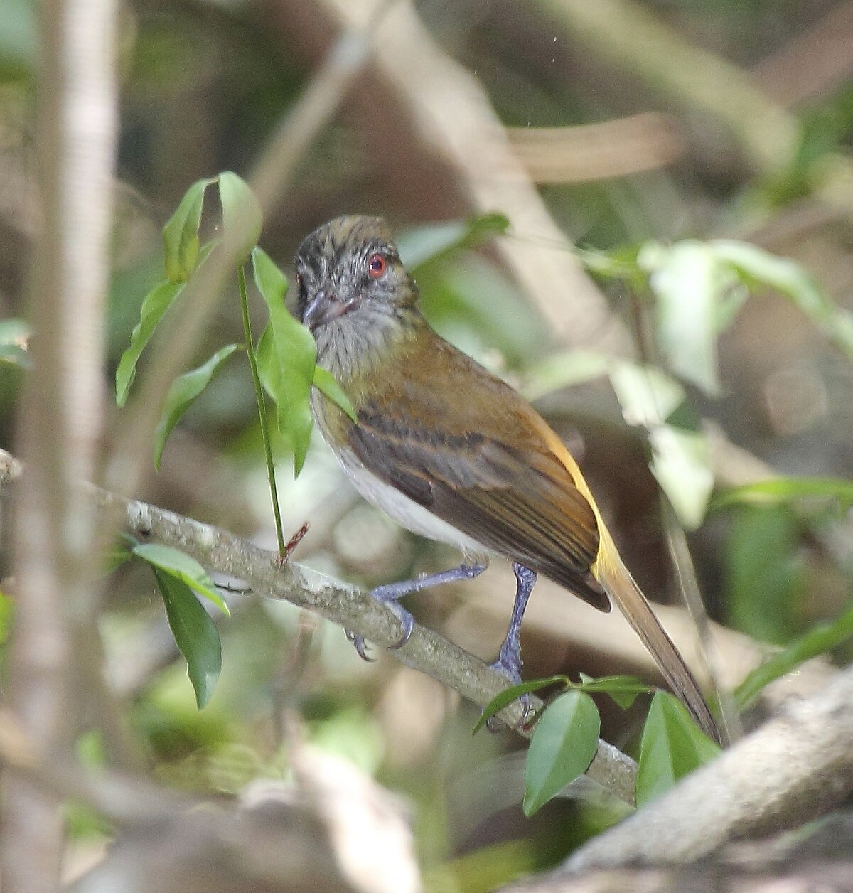 Bright-Rumped Attila