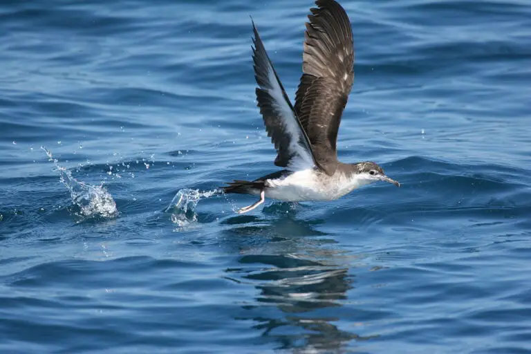 Audubon'S Shearwater