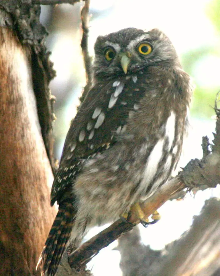 Austral Pygmy Owl