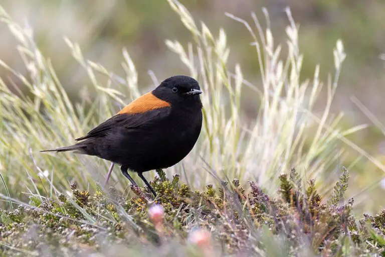 Austral Negrito