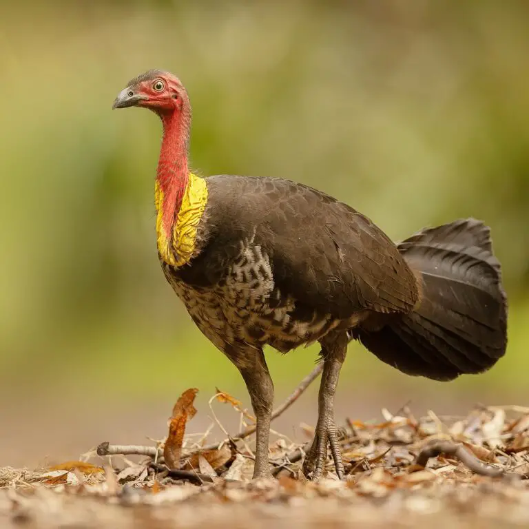 Australian Brushturkey