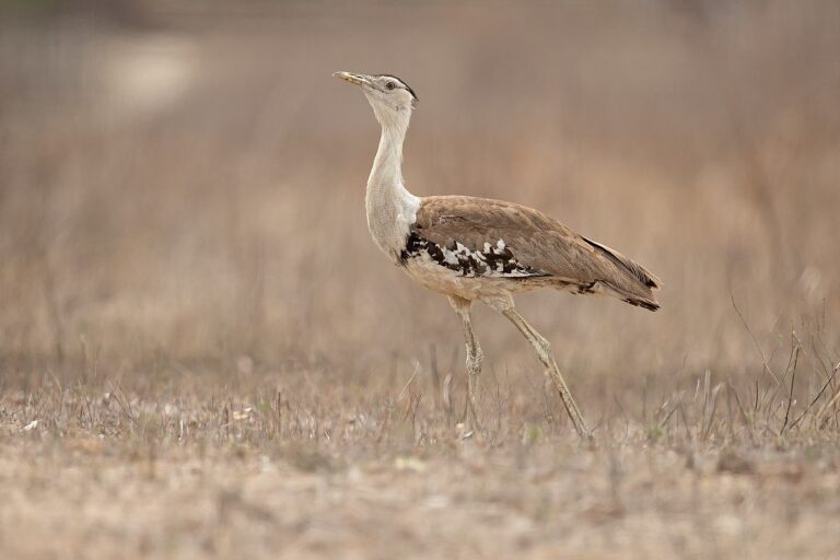 Australian Bustard