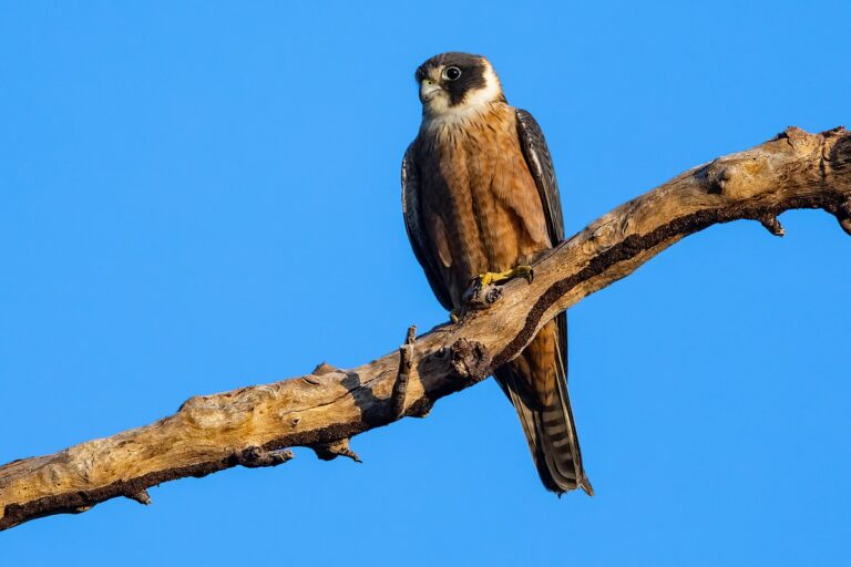 Australian Hobby