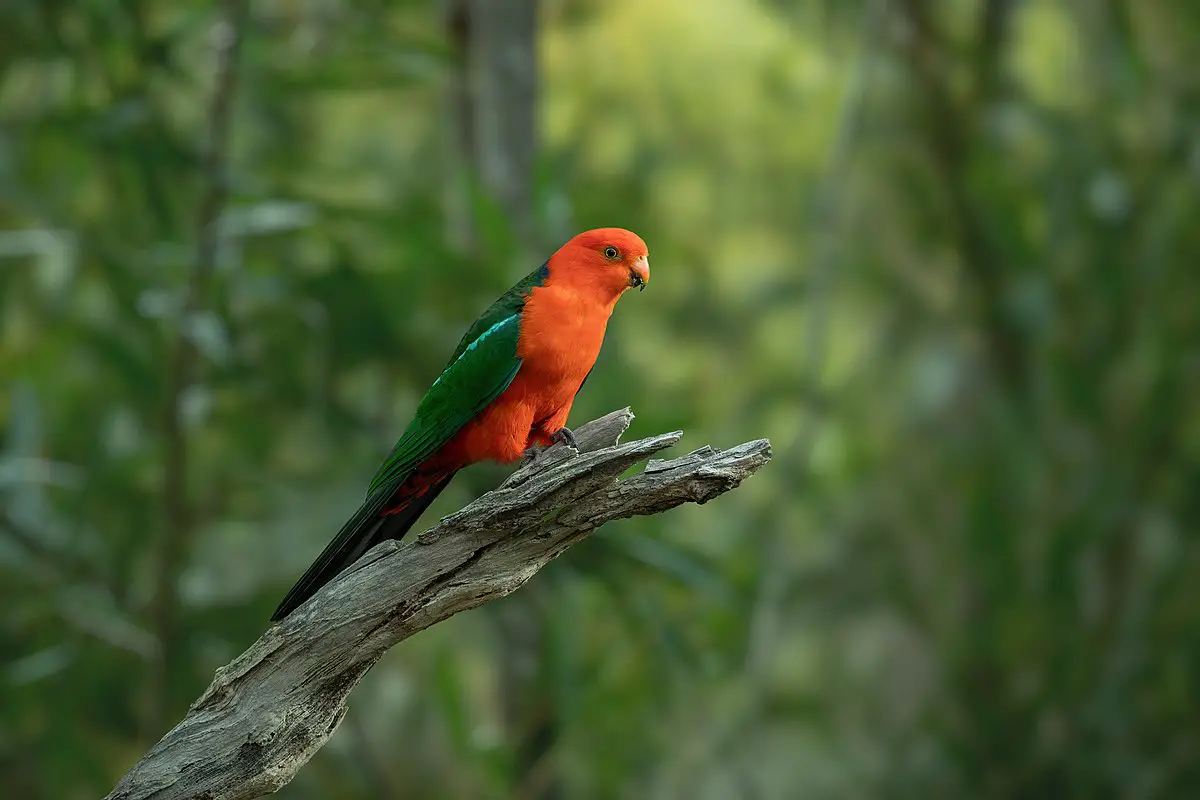 Australian King Parrot