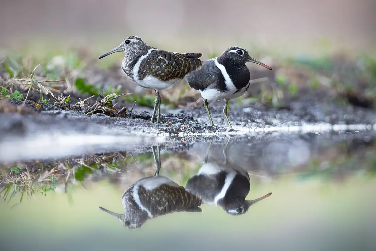 Australian Painted-Snipe