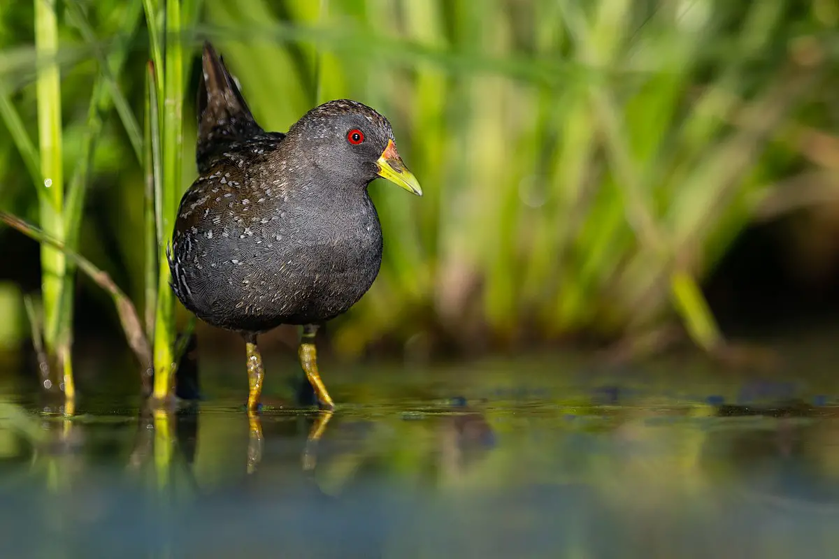 Australian Crake