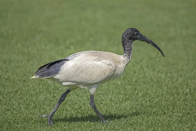 Australian White Ibis