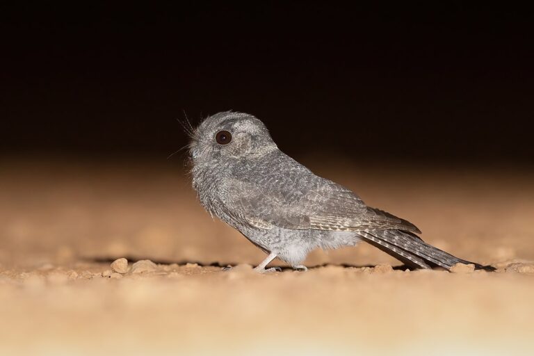 Australian Owlet-Nightjar