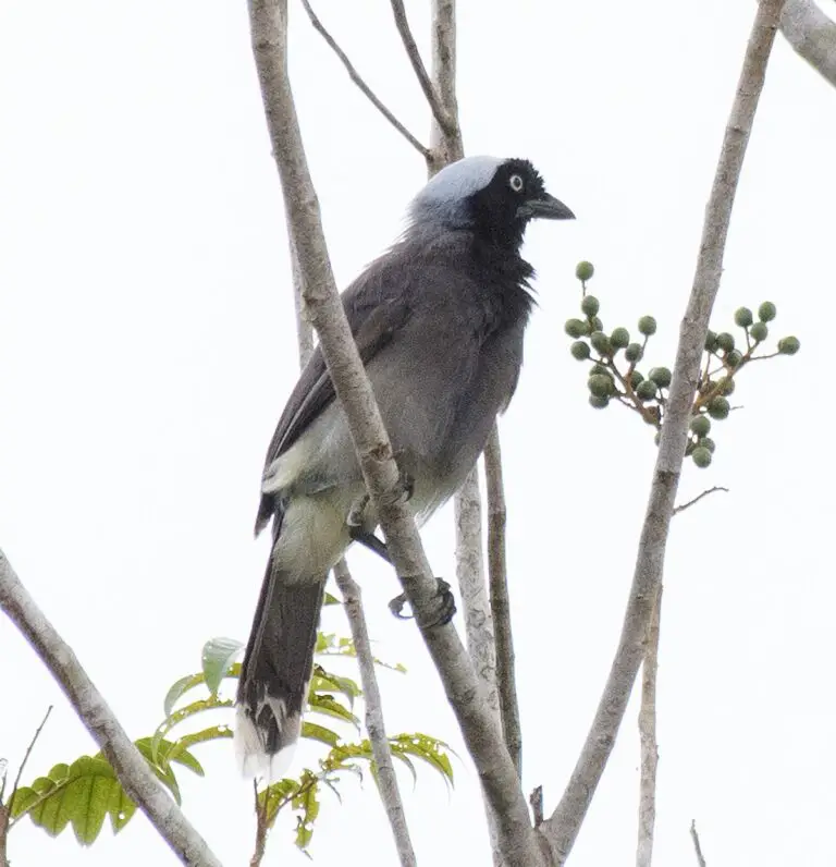 Azure-Naped Jay