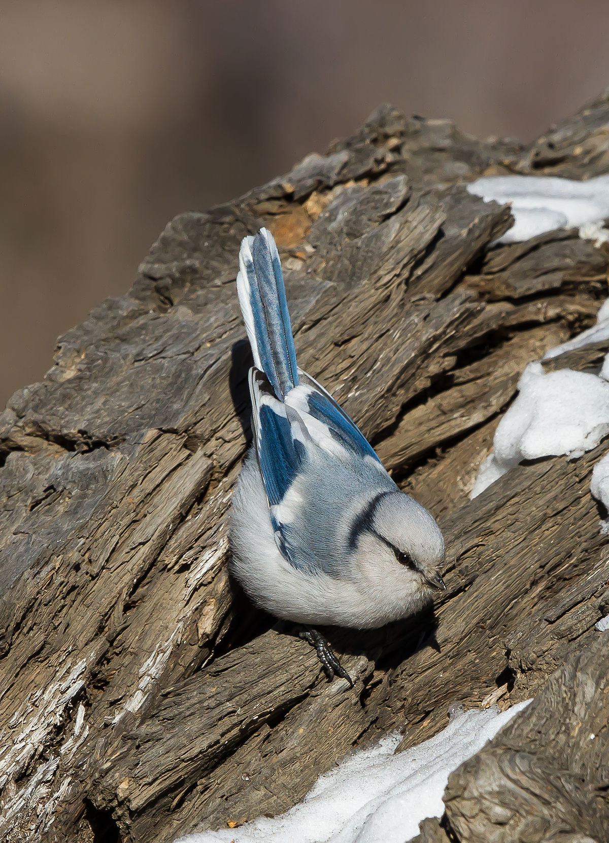 Azure Tit