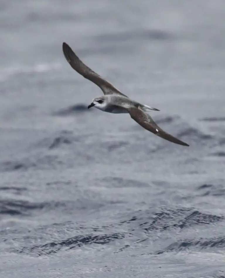 Black-Winged Petrel