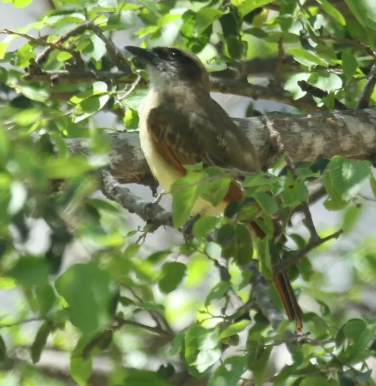 Baird'S Flycatcher