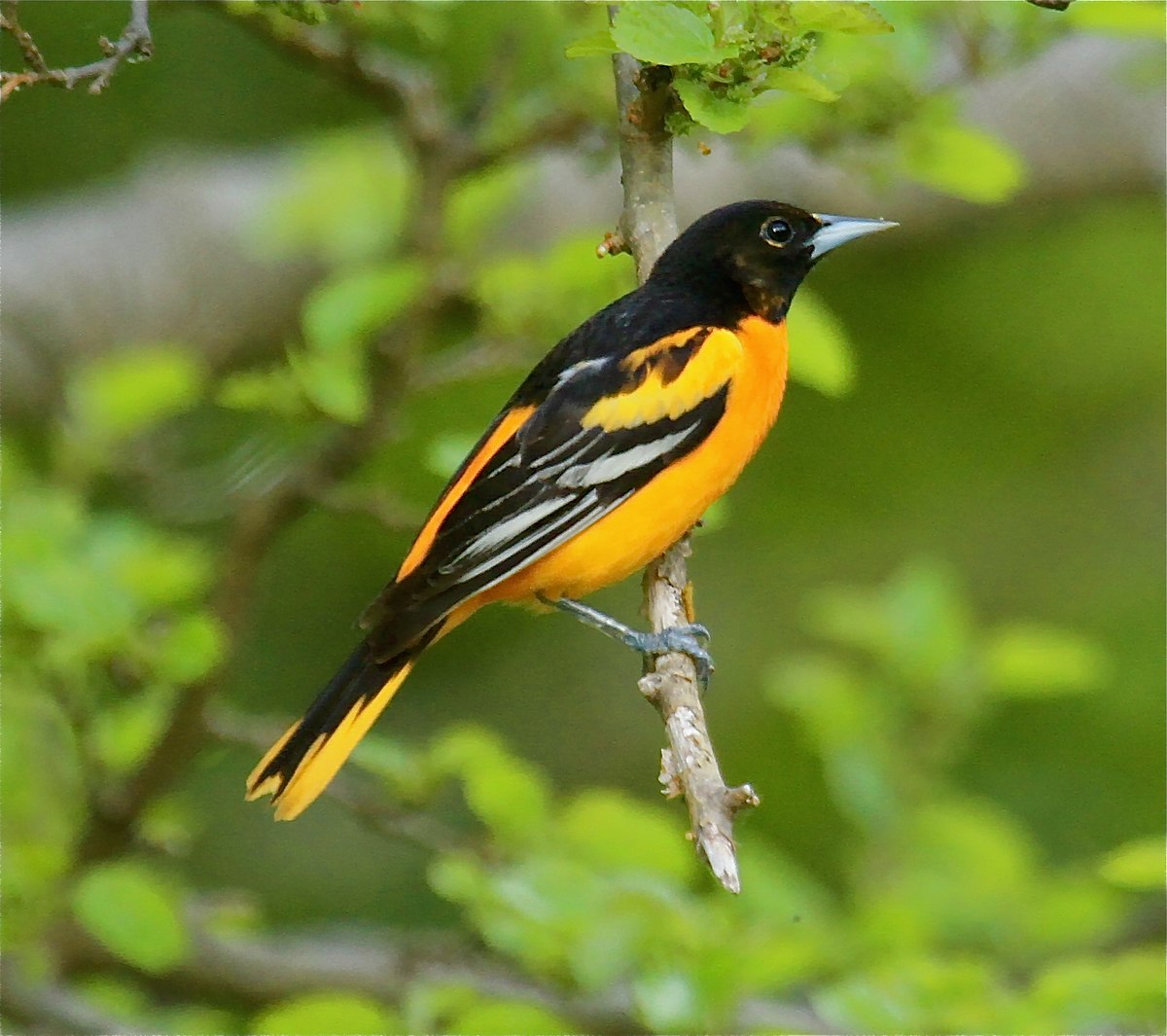 Baltimore Oriole