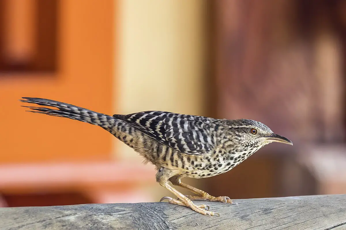 Band-Backed Wren