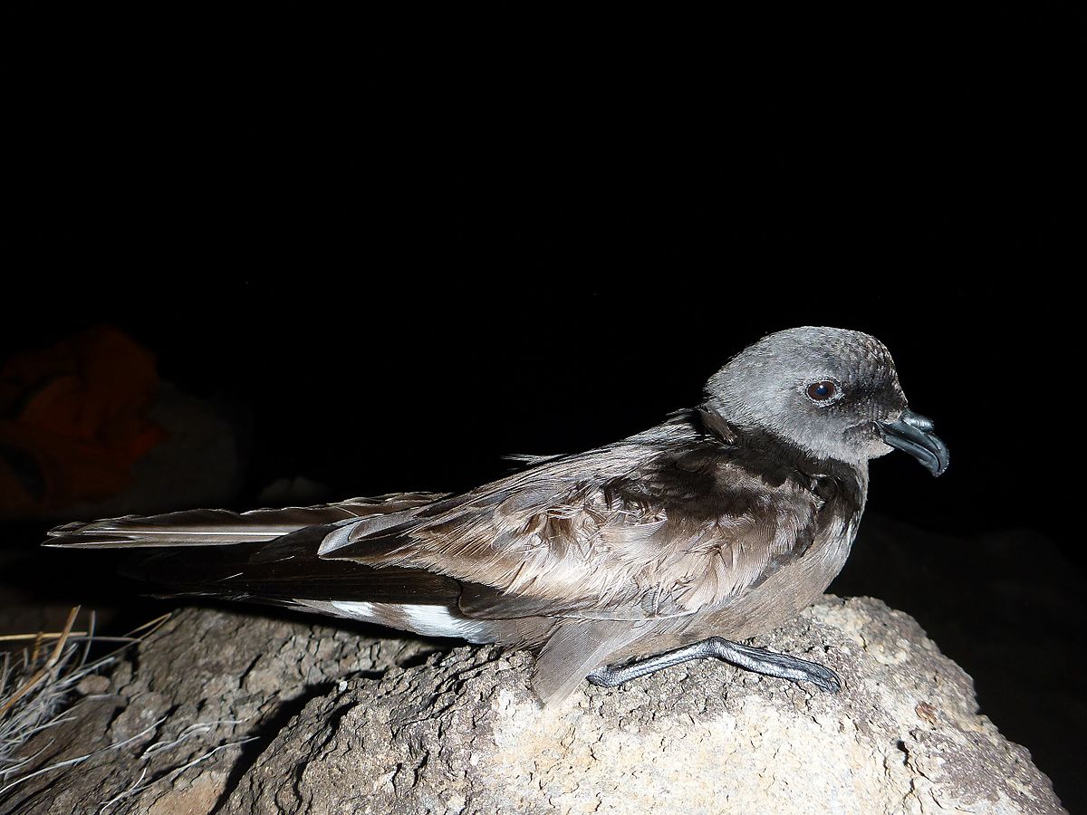 Band-Rumped Storm Petrel