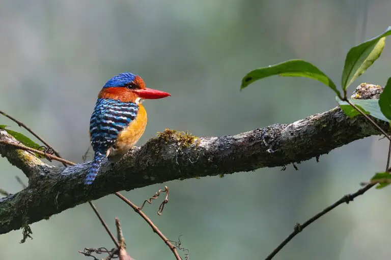 Banded Kingfisher