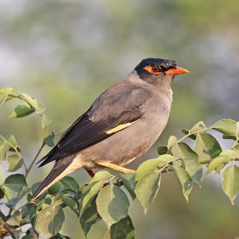 Bank Myna