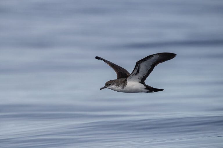 Bannerman'S Shearwater