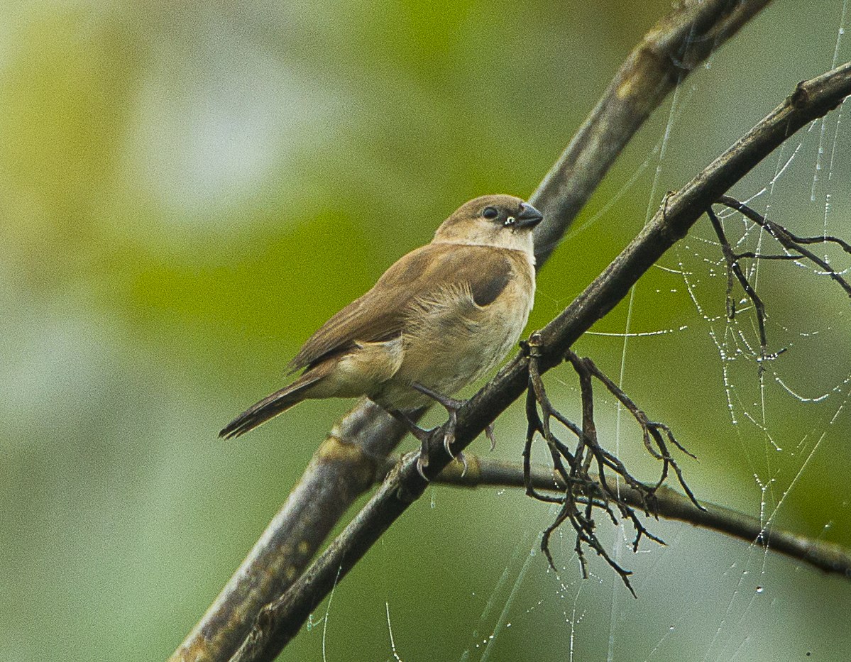 Bar-Breasted Firefinch