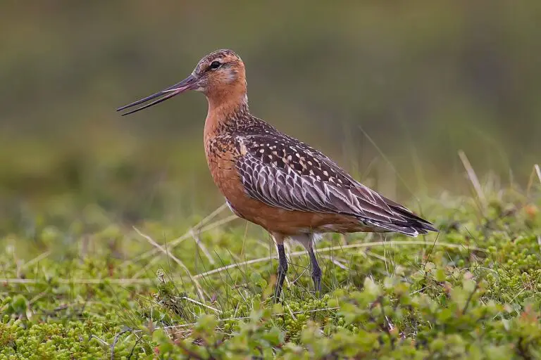 Bar-Tailed Godwit