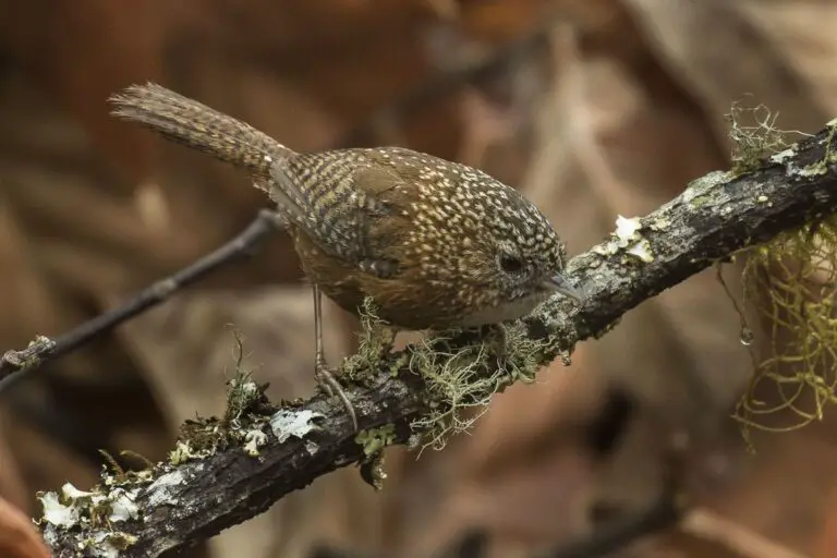 Bar-Winged Wren-Babbler