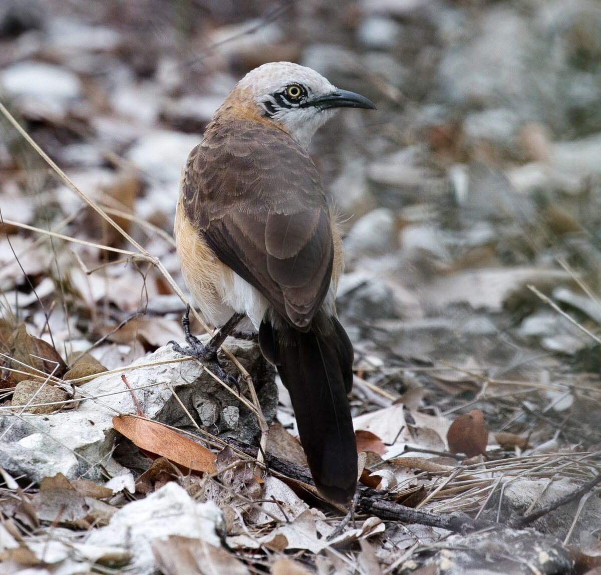 Bare-Cheeked Babbler