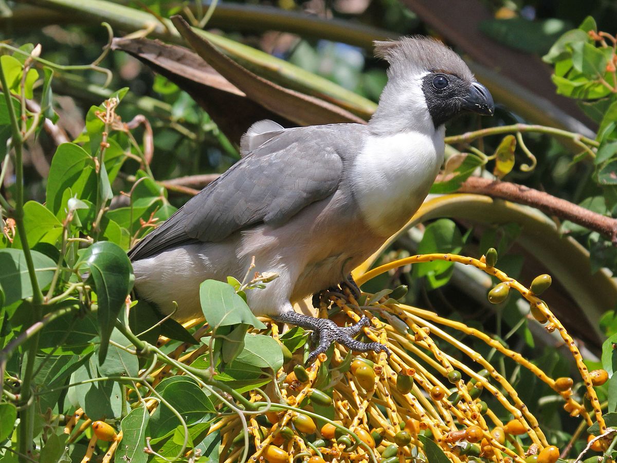 Bare-Faced Go-Away-Bird