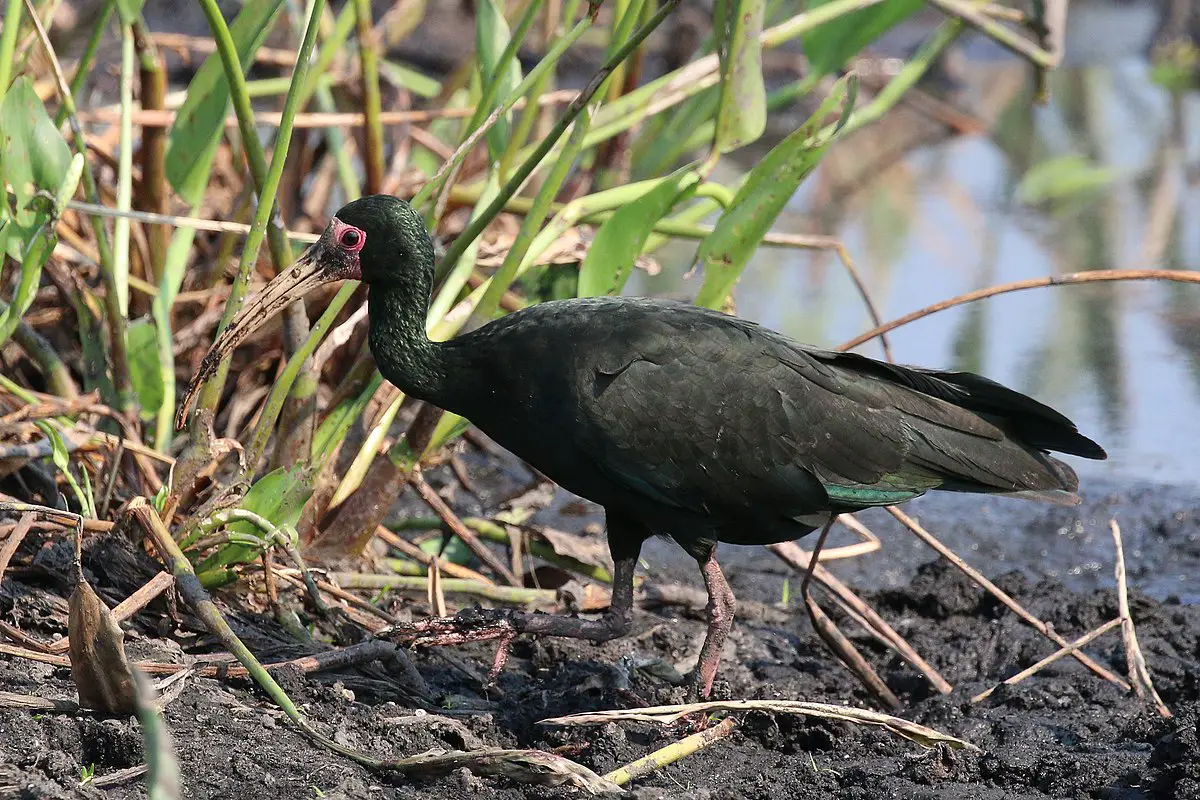 Bare-Faced Ibis