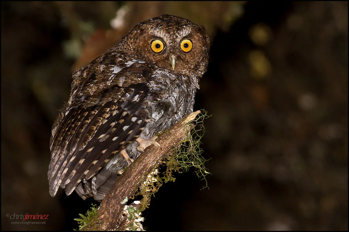 Bare-Shanked Screech Owl