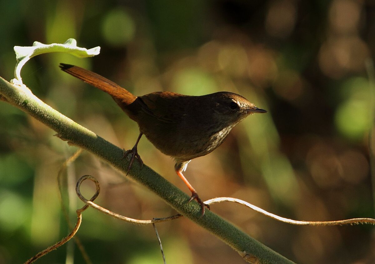 Barratt'S Warbler