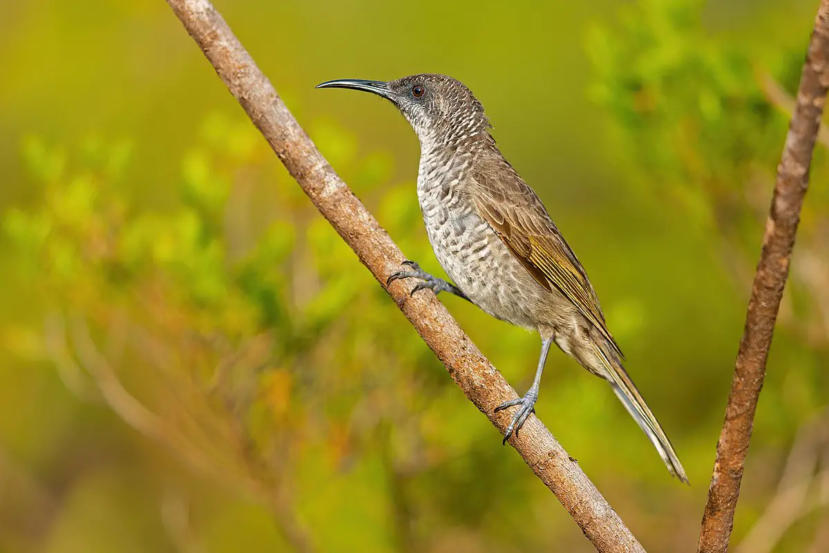 Barred Honeyeater