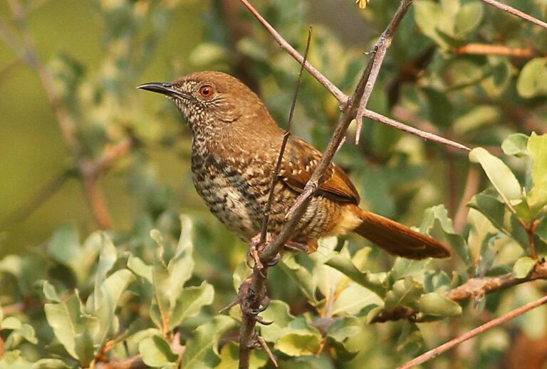 Barred Wren-Warbler