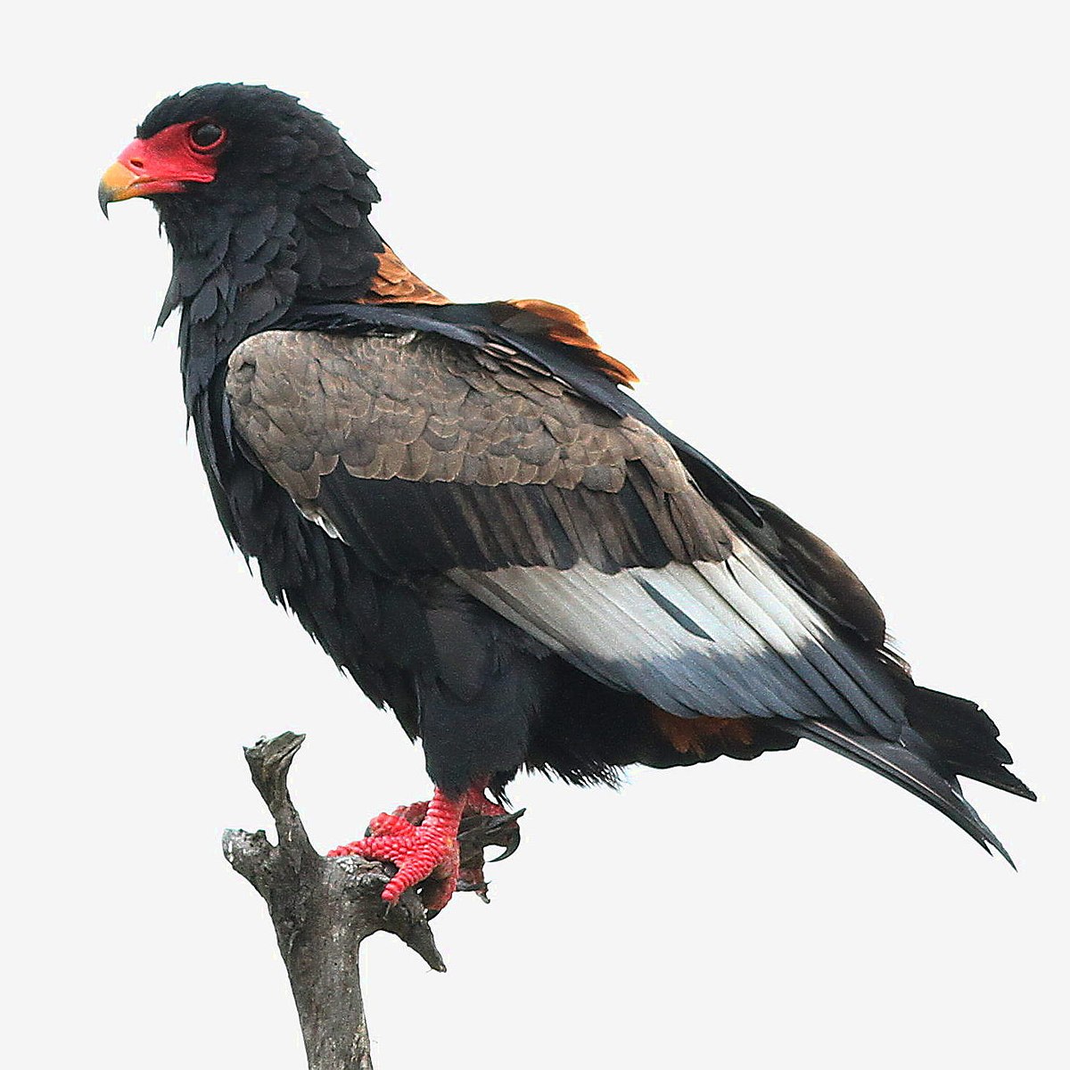 Bateleur