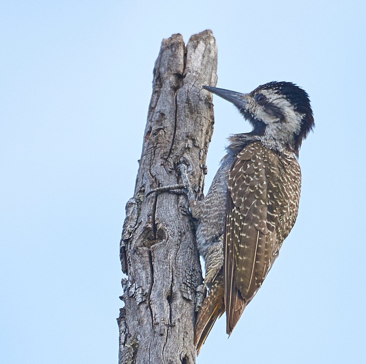 Bearded Woodpecker