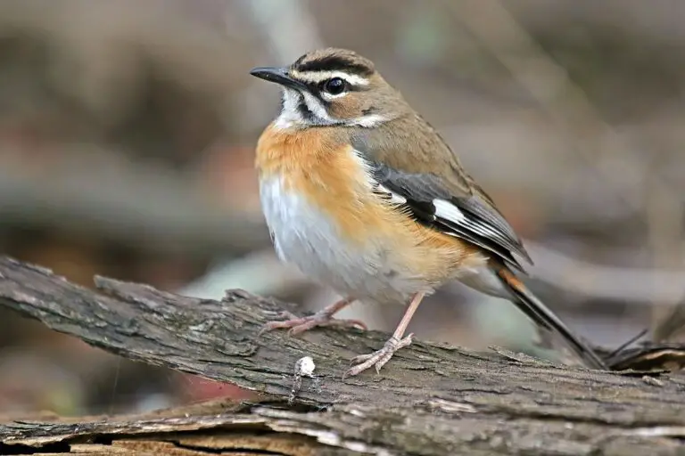 Bearded Scrub Robin