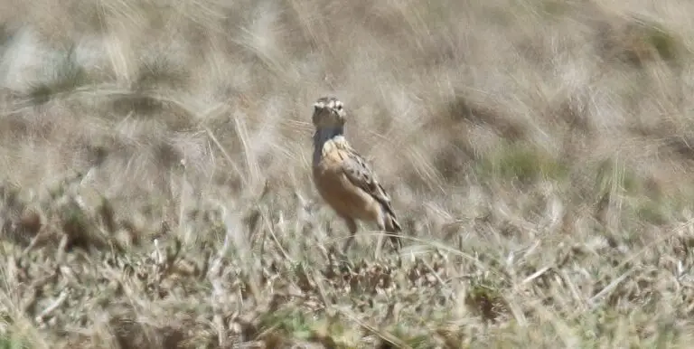 Beesley'S Lark