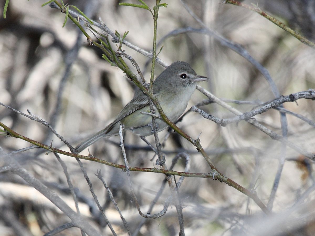 Bell'S Vireo