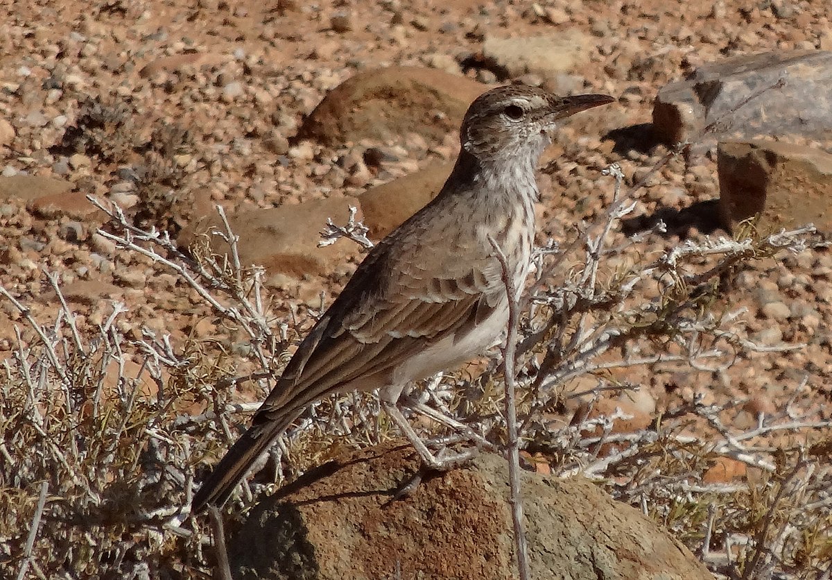 Benguela Long-Billed Lark