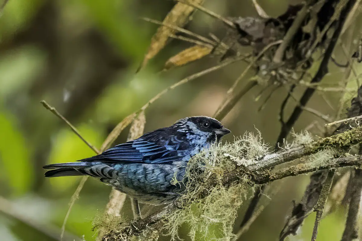 Beryl-Spangled Tanager