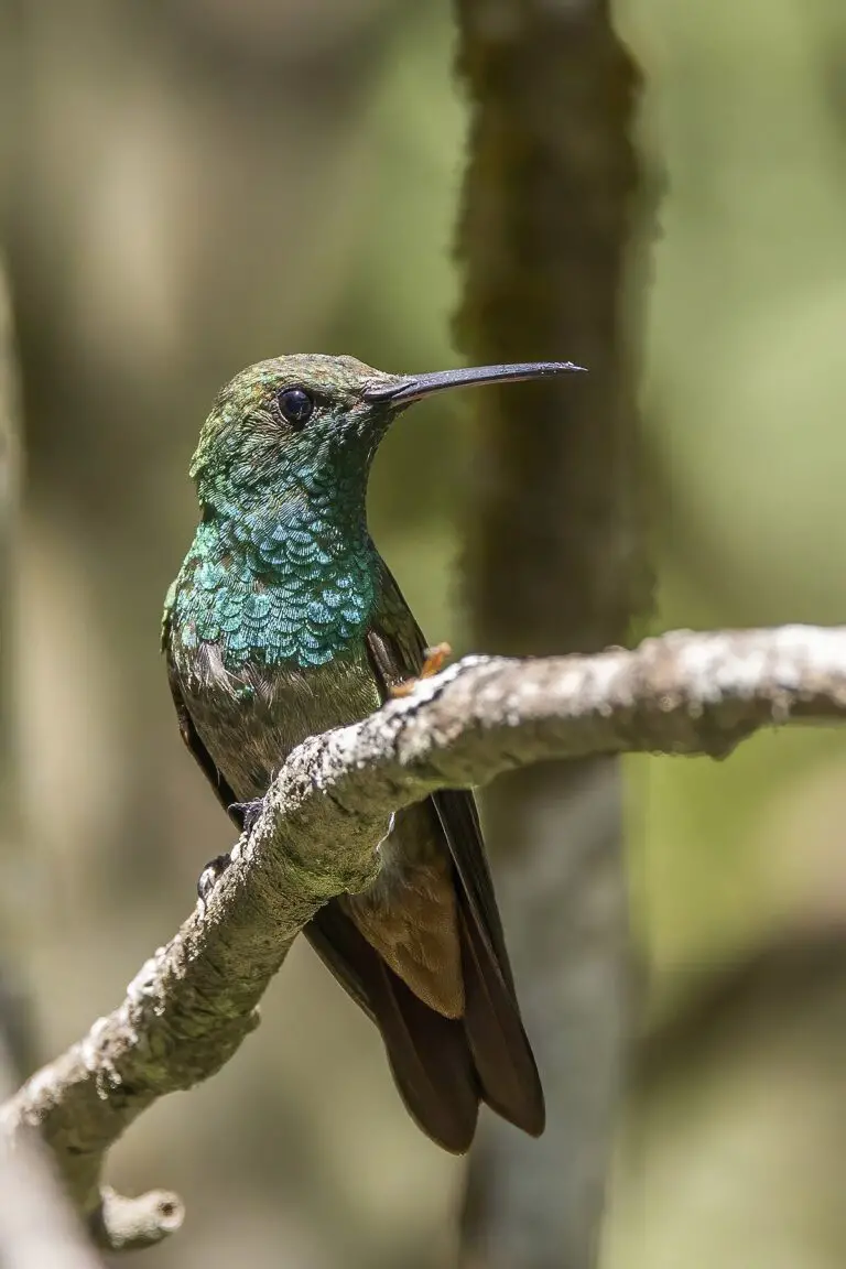 Berylline Hummingbird