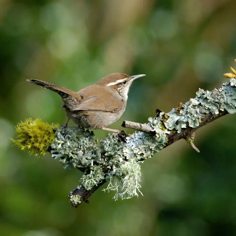 Bewick'S Wren