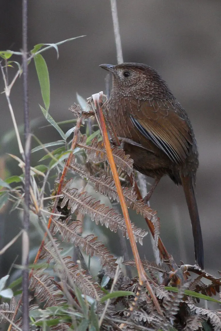 Bhutan Laughingthrush