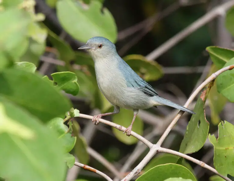 Bicolored Conebill