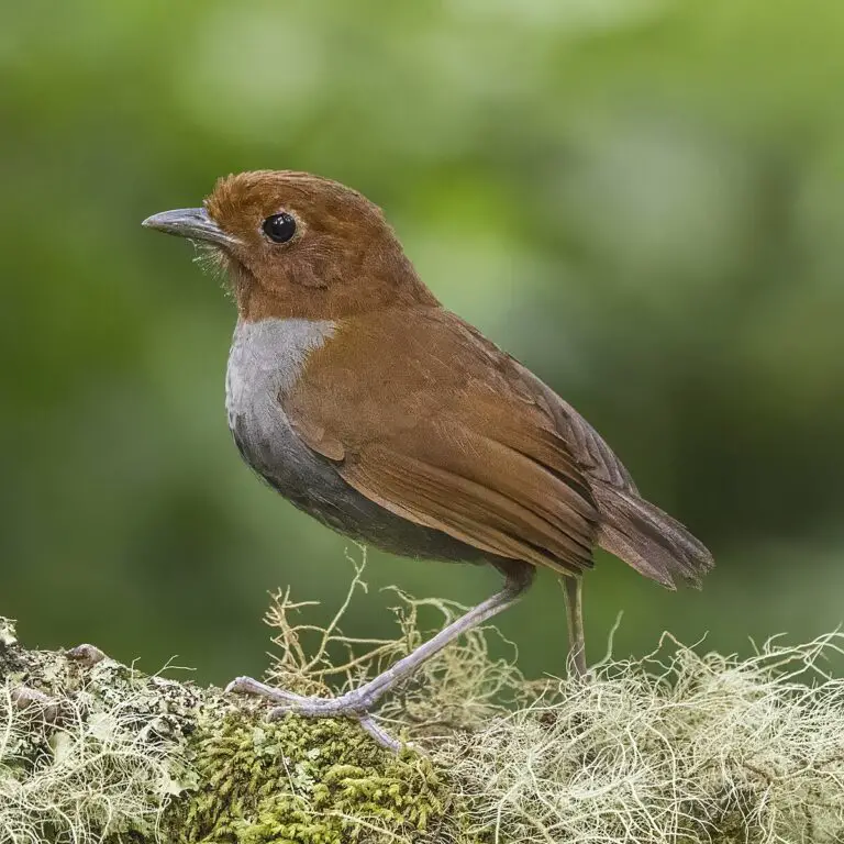 Bicolored Antpitta