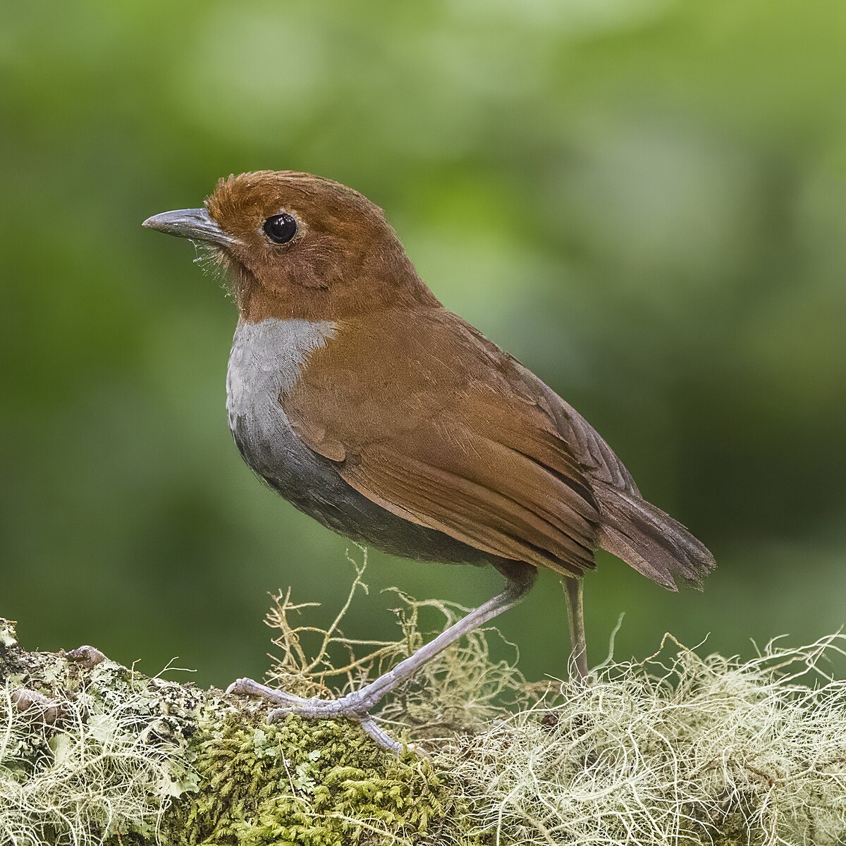 Bicolored Antpitta