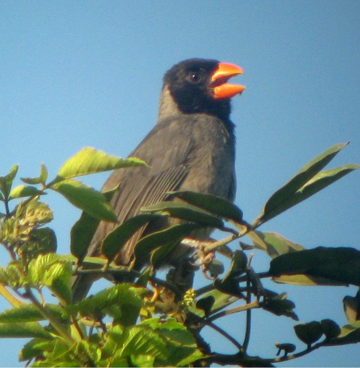 Black-Cowled Saltator