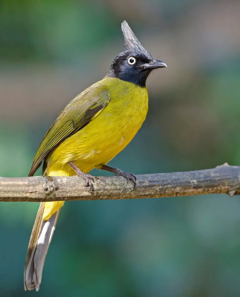 Black-Crested Bulbul